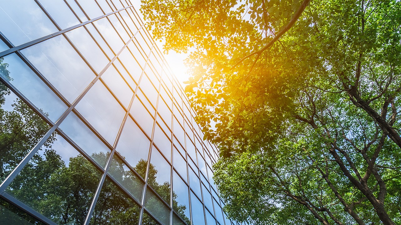 Sunny tree reflexion on glass building